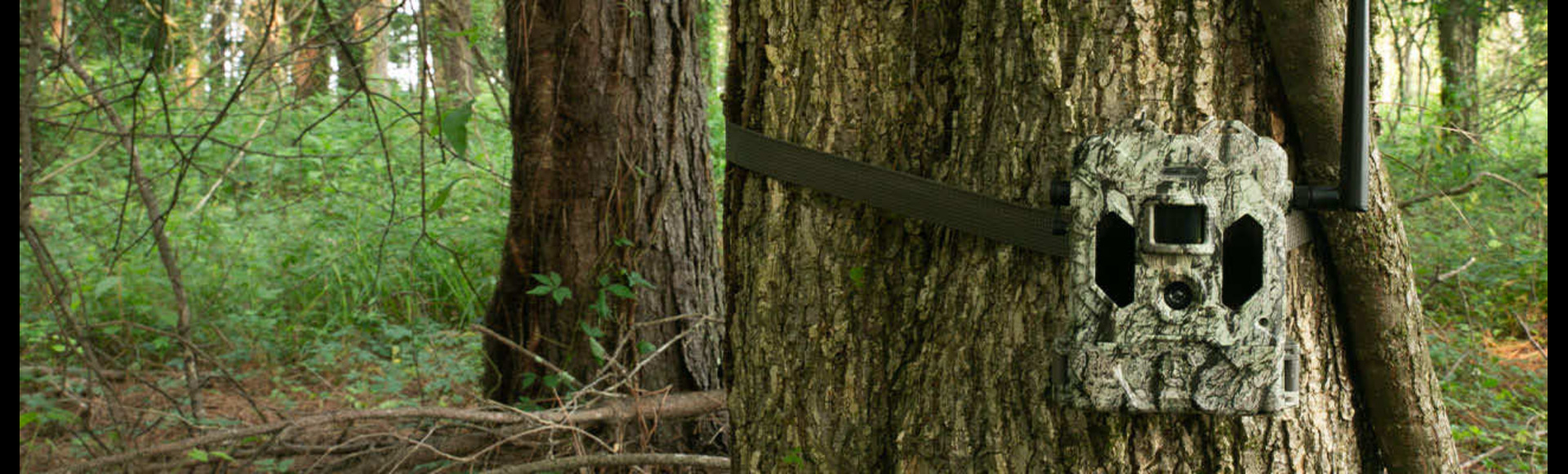 fotokapan akıllı fotokapan çözümleri, fotokapan görüntü analizi